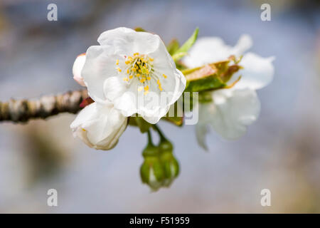 Blooming cherry tree mit vielen weißen Blüten Stockfoto