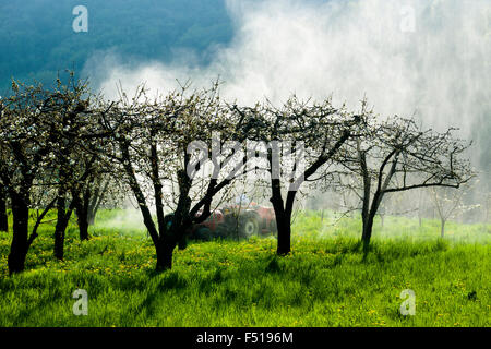 Ein Arbeiter auf einem Traktor ist das Sprühen pestcides im cherry tree Plantation Stockfoto