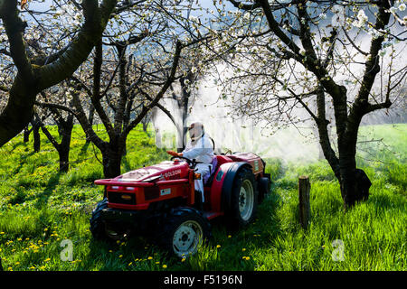 Ein Arbeiter auf einem Traktor ist das Sprühen pestcides im cherry tree Plantation Stockfoto