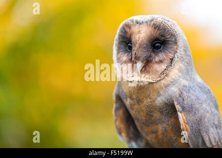 Eine seltene Melanistic oder Black Barn Owl in eine herbstliche Herbst Wald Stockfoto