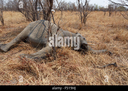 Kleine Tote Elefanten im Nationalpark Hwankee, Botswana, Kreislauf des ...