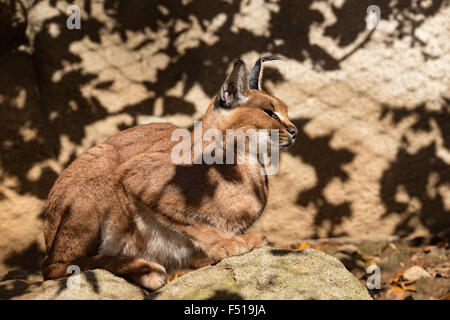 Karakal (Karakal) auf Stein, schöne wilde Katze liegend Stockfoto