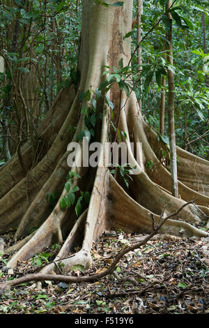 Massive Baum wird gestützt durch Wurzeln im Tangkoko Nationalpark in Nord-Sulawesi, Indonesien. Dieser Park ist Heimat von schwarzen Macaq Stockfoto