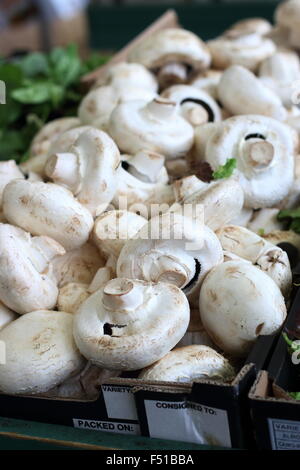 Agaricus Bisporus oder auch Champignons zu verkaufen Stockfoto