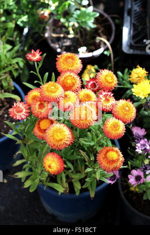 Bracteantha Bracteata oder auch bekannt als Papier Daisy Stockfoto