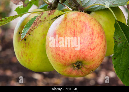 Apple "Red Falstaff" auf einem Baum wachsen Stockfoto