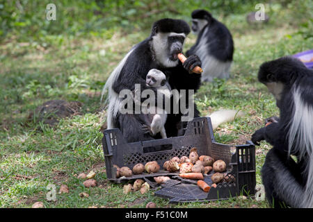 Black And White Colobus Affen mit Säuglingsernährung Elsamere Kenia Stockfoto