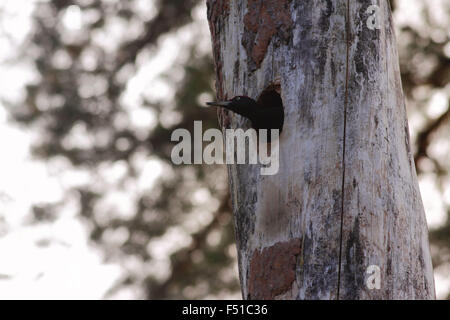 Schwarzspecht Dryocopus martius Stockfoto