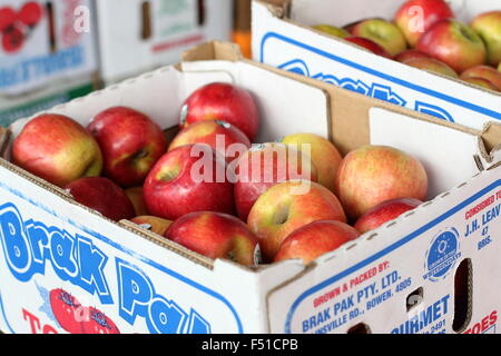 Äpfel im Karton zum Verkauf auf dem Markt Stockfoto