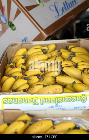 Bananen in einer Box zu verkaufen Stockfoto