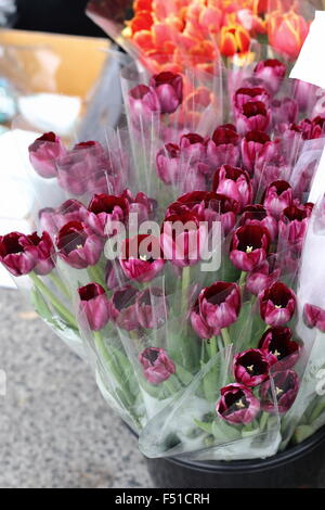 Frische Burgunder Tulpen zum Verkauf auf dem Markt Stockfoto