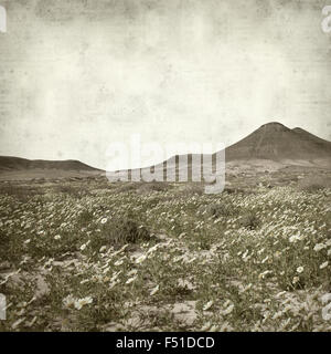 strukturierten alten Papierhintergrund mit nördlichen Fuerteventura, Kranz Chrysamthemum Blüte Stockfoto