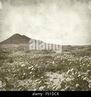 strukturierten alten Papierhintergrund mit nördlichen Fuerteventura, Kranz Chrysamthemum Blüte Stockfoto