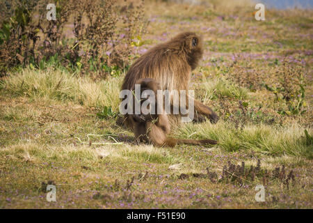 Gelada Paviane, Simien Mountains National Park, Äthiopien. Stockfoto