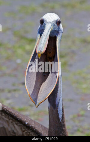 Peruanischen Pelikan (Pelecanus Thagus) Paracas, Islas Ballestas, Peru. Stockfoto