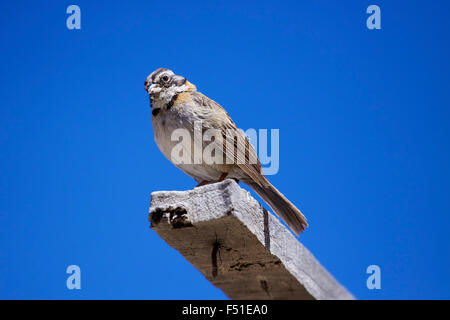 Rufous-Kragen Sparrow (Zonotrichia Capensis), Peru. Stockfoto