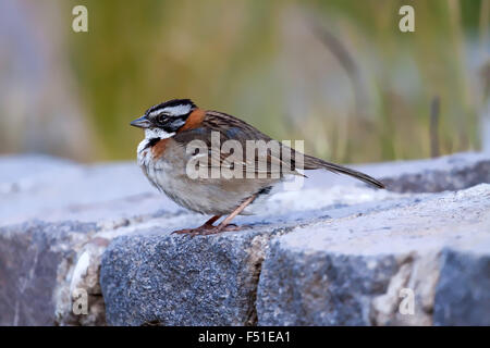 Rufous-Kragen Sparrow (Zonotrichia Capensis), Peru. Stockfoto