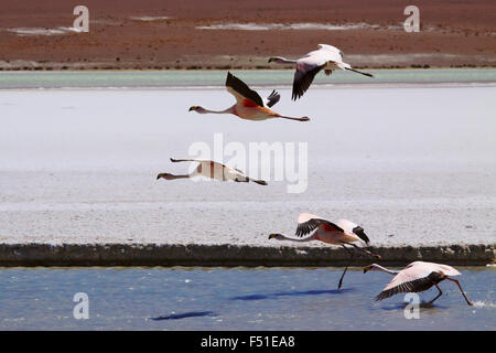 James der Flamingos (Phoenicopterus Jamesi), auch bekannt als der Puna-Flamingo, ist eine südamerikanische Flamingo. Laguna Blanca, Bolivien Stockfoto