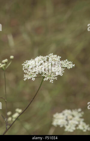 Torilis Japonica, aufrechte Hedge-Petersilie, wachsen auf Kreide Downland, Surrey, UK. Juli. Stockfoto