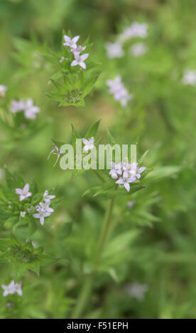 Valerianella Locusta, Feldsalat, wächst in einer Ackerfläche, Surrey, UK. Juli. Stockfoto