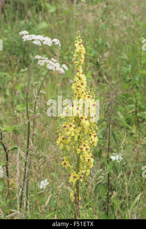 Königskerzen Virgatum, Twiggy Königskerze, Surrey, UK. Juni. Stockfoto