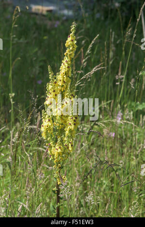 Königskerzen Virgatum, Twiggy Königskerze, Surrey, UK. Juni. Stockfoto