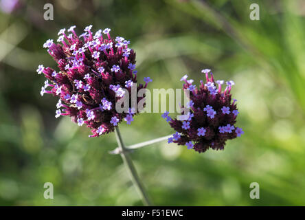Verbena Bonariensis, lila-Top Eisenkraut wächst in Grünland, Kent, UK. Juni. Stockfoto