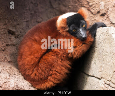 Nahaufnahme von roten Ruffed Lemuren (Varecia Rubra), in seinem Gehege auf seltene Species Conservation Centre, Sandwich. Stockfoto