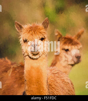 Braun Alpakas Porträt ähnlich Lama Darstellung wie Ölgemälde Stockfoto