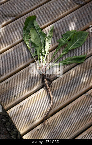 TARAXACUM OFFICINALE. GEZOGENER LÖWENZAHN MIT PFAHLWURZEL. Stockfoto