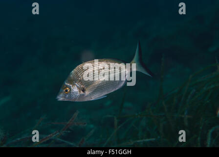 Weiße Goldbrasse, Diplodus Sargus, Sparidae, Pesci Marini Secche Tor Paterno, Roma, Lazio, Mediterraneo, Mittelmeer, Italien Stockfoto