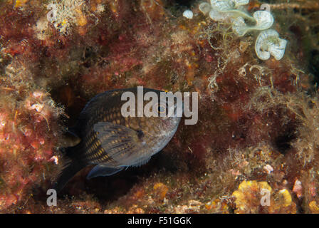 Riffbarsche, Chromis Chromis, Pomacenthridae, Tor Paterno Marine Protected Area, Roma, Lazio, Mittelmeer, Italien Stockfoto