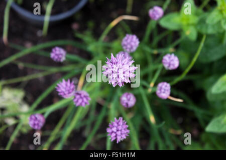 Schnittlauch Allium Schoenoprasum Blumen im Garten Stockfoto