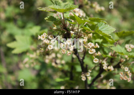 Eine Johannisbeer-Anlage voll von roten Johannisbeeren Blumen im Garten Stockfoto