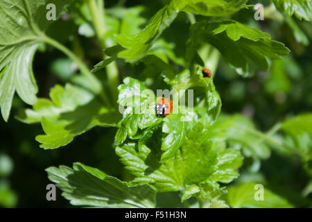 Eine einsame Marienkäfer auf einem Stachelbeere Busch Stockfoto