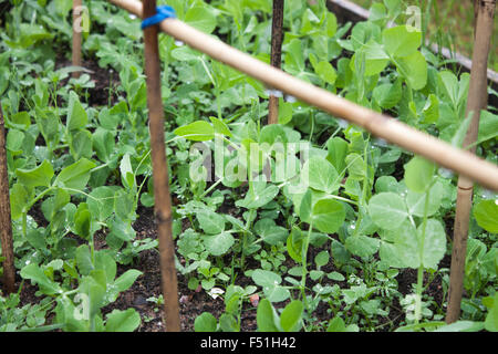 Viele junge Erbsen Pisum Sativum Pflanzen in einem Garten Stockfoto