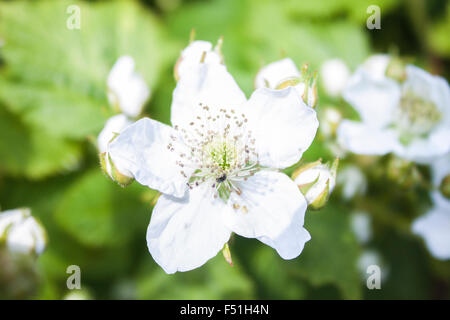 Rubus Fruticosus, Blackberry Blume, im Sommergarten Stockfoto