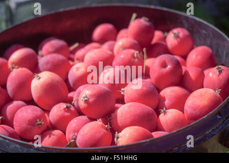 Ein Eimer voller rosa Dolgo crabapples Stockfoto