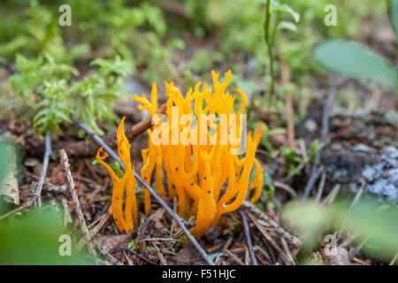 Gelbe Stagshorn, im Wald, in der Nähe von mir. Stockfoto