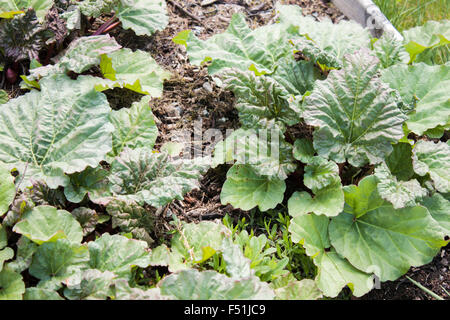 Ein grünes Feld Rhabarber, voll von jungen, frühe frischen Rhabarber Stockfoto
