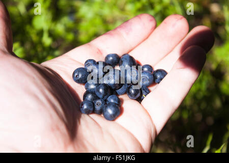 Blaubeeren, Vaccinium Myrtillus einerseits im Wald Stockfoto