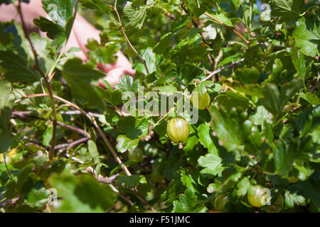 Kommissionierung grüne Stachelbeeren, aus einem Stachelbeere Busch Stockfoto