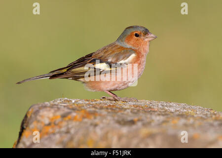 Gemeinsamen Buchfink, Männchen steht auf einem Felsen, Kampanien, Italien (Fringilla Coelebs) Stockfoto