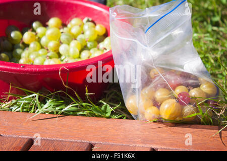 Grüne, rote und gelbe Stachelbeeren, in einer Box und eine Plastiktüte Kommissionierung Stockfoto