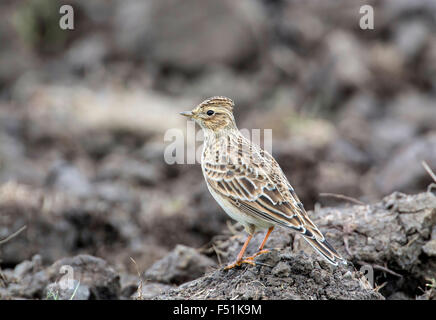 Feldlerche (Alauda Arvensis) in einen Acker. Stockfoto