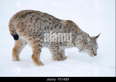 Ein Eurasischer Luchs (Lynx Lynx) auf den Spuren der Nahrung im Winterschnee von Nord-Norwegen Stockfoto