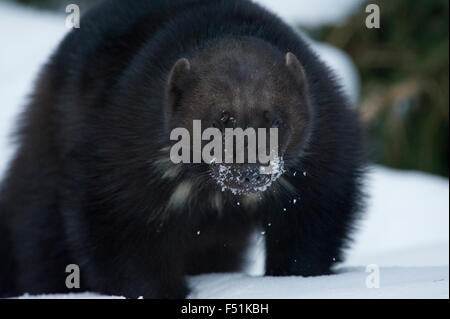 Ein Vielfraß (Gulo Gulo) auf Nahrungssuche im Winterschnee von Nord-Norwegen Stockfoto