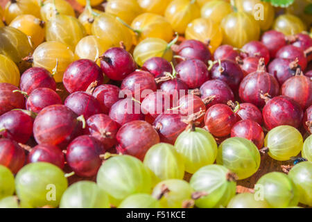 Große Haufen von grünen, roten und gelben Stachelbeeren Stockfoto