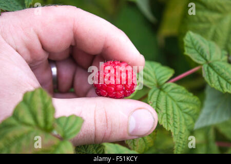 Ein Mann pflücken Himbeeren aus einem Rubus Idaeus Busch Stockfoto