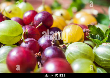 Rote, grüne und gelbe Stachelbeeren Ribes Uva-crispa Stockfoto